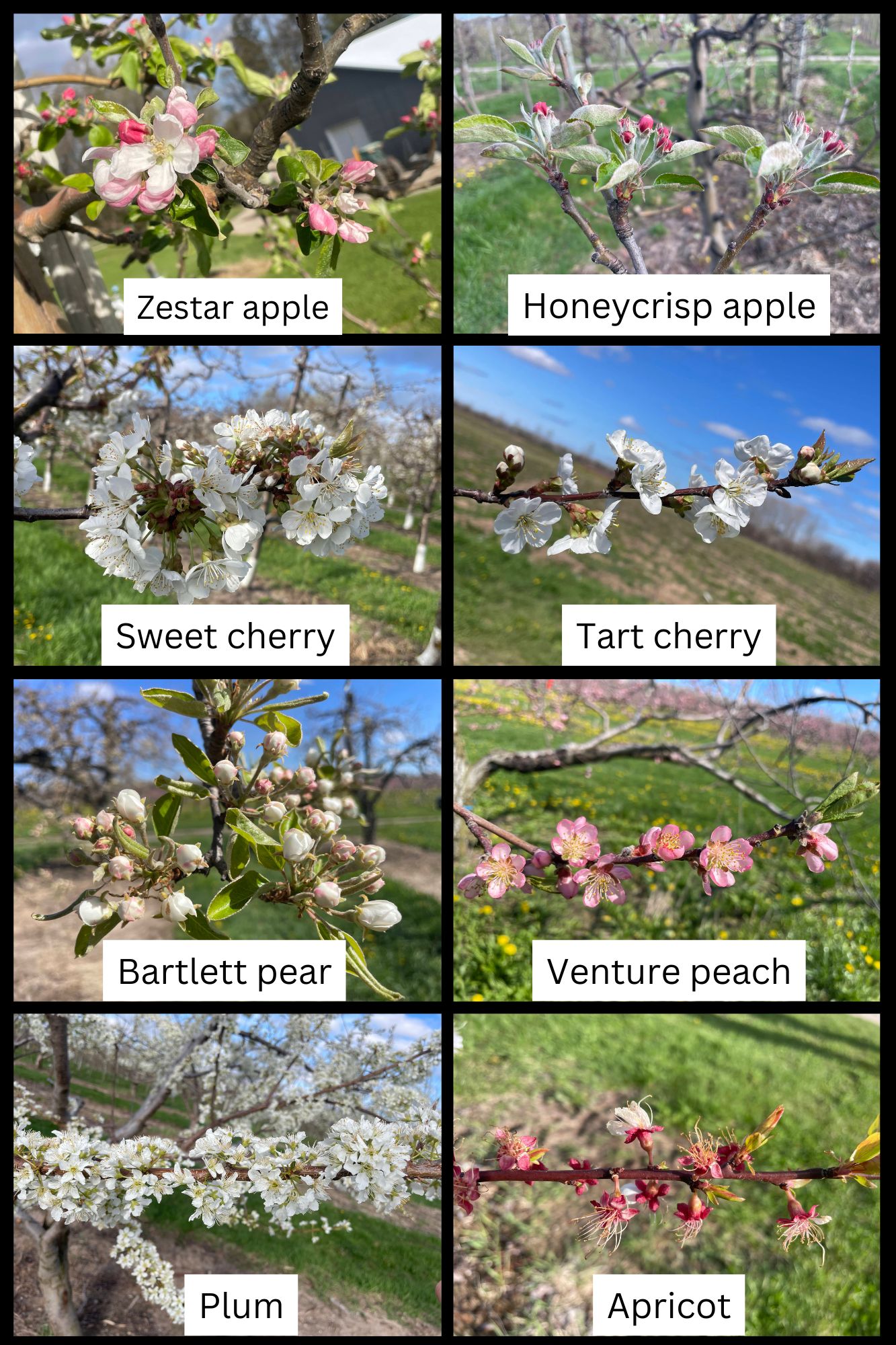 Figure 2_Phenology_5-5-25__Emily Lavely.jpg